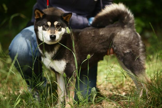 Fendie De La Tanière De Saint Loup